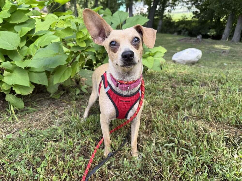 Enlarge Mason (GA), a Adoptable Chihuahua in New York, NY image 1/3