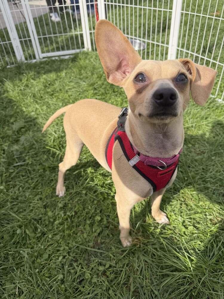 Enlarge Mason (GA), a Adoptable Chihuahua in New York, NY image 2/3