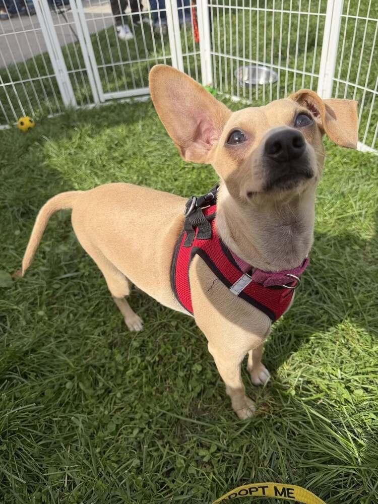 Enlarge Mason (GA), a Adoptable Chihuahua in New York, NY image 3/3