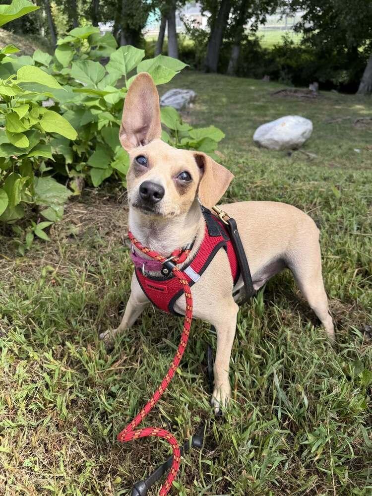 Enlarge Mason (GA), a Adoptable Chihuahua in New York, NY image 2/3