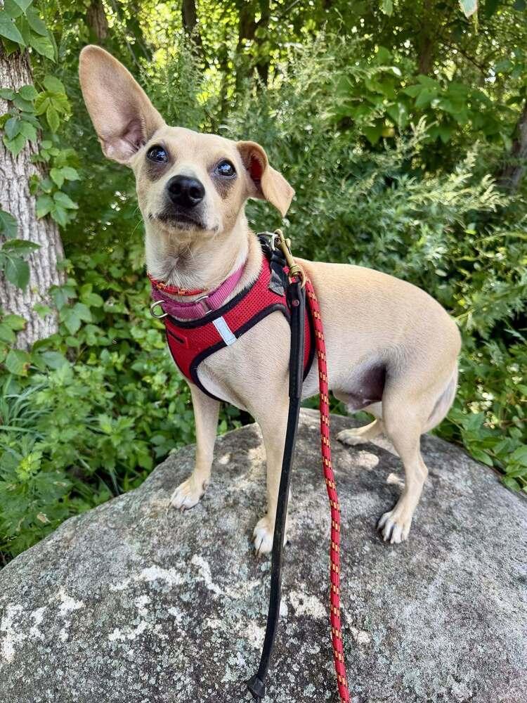 Enlarge Mason (GA), a Adoptable Chihuahua in New York, NY image 3/3