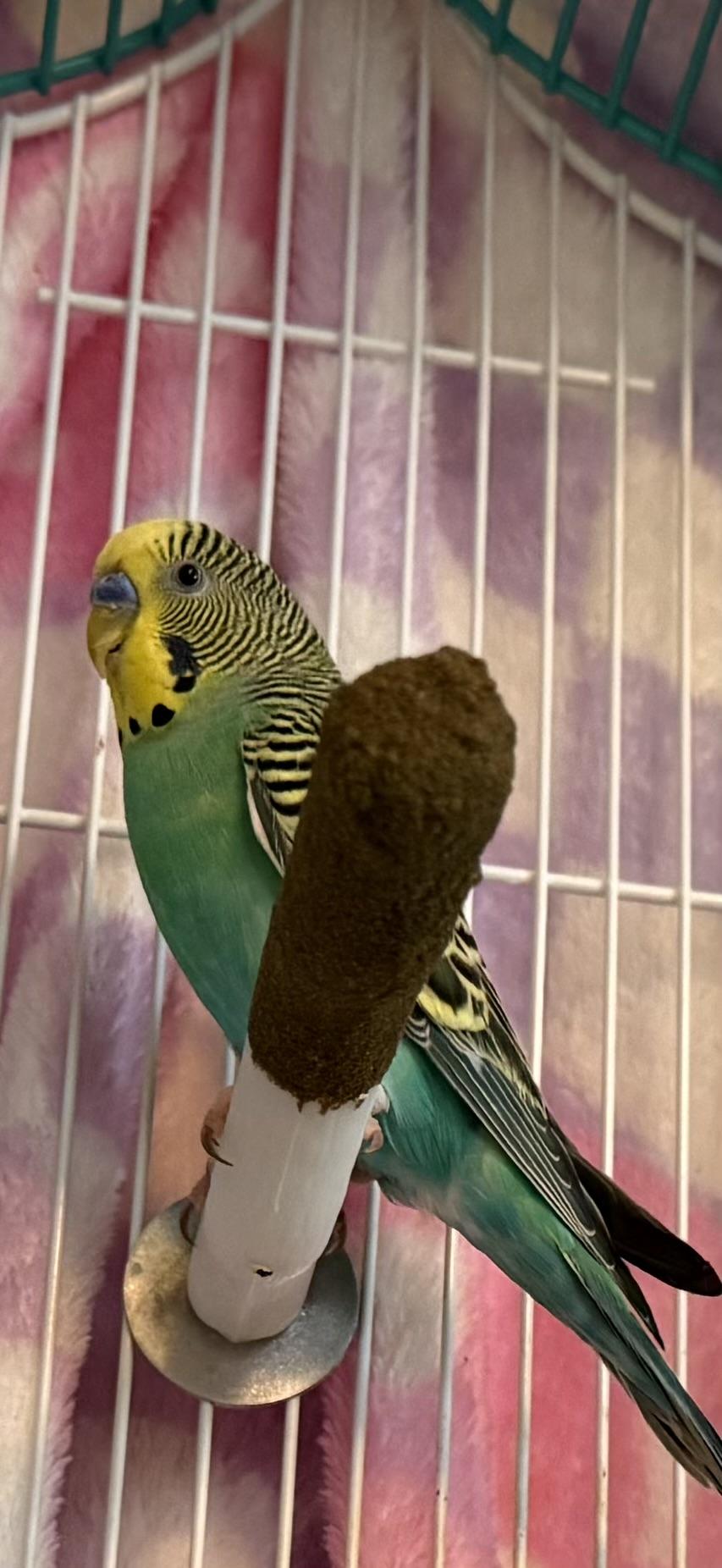 Raj, Adoptable, Adult Male Parakeet (Other).