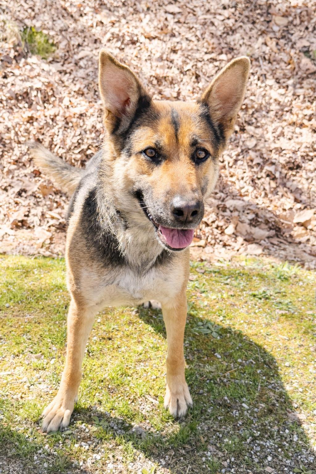 Bella , ADOPTABLE, Adult Female German Shepherd Dog.
