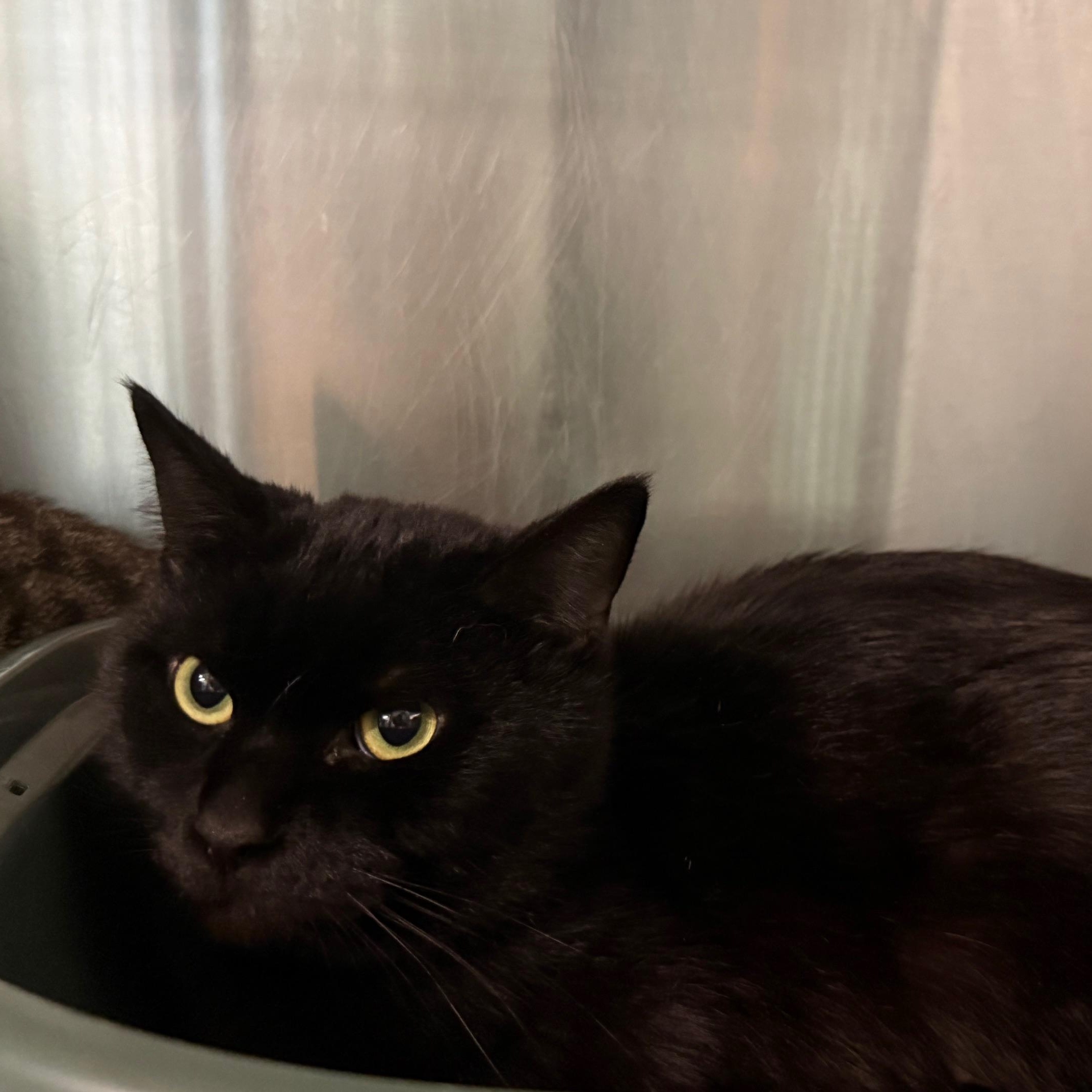 Enlarge Cosmo, a ADOPTABLE Domestic Short Hair in Marion, NC image 3/3