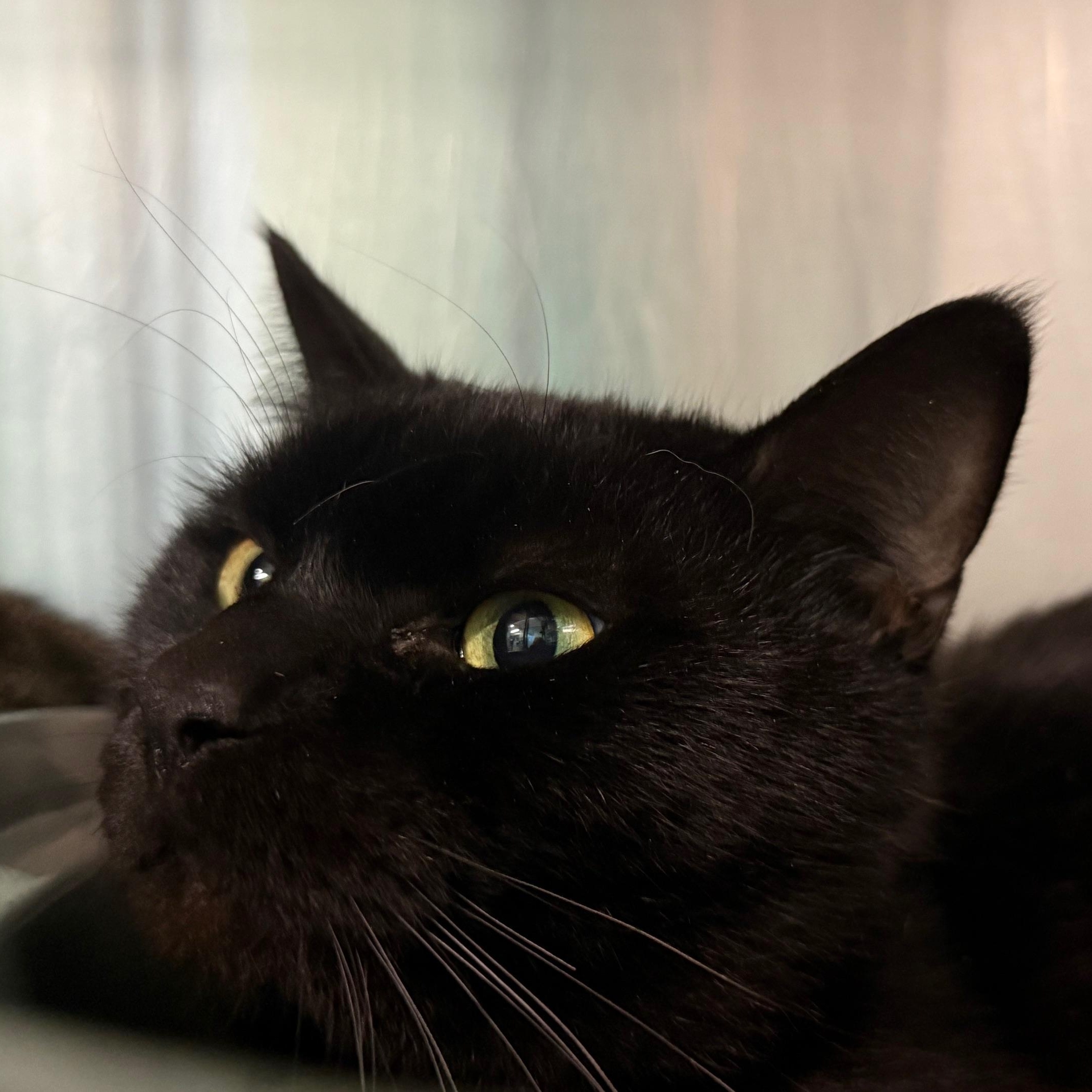 Enlarge Cosmo, a ADOPTABLE Domestic Short Hair in Marion, NC image 2/3