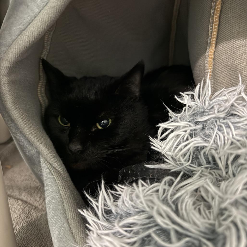 Cosmo, ADOPTABLE, Adult Male Domestic Short Hair.