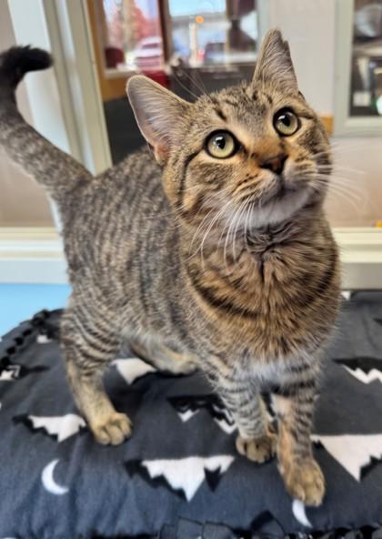 Hickory, Adoptable, Young Male Domestic Short Hair & Domestic Short Hair.