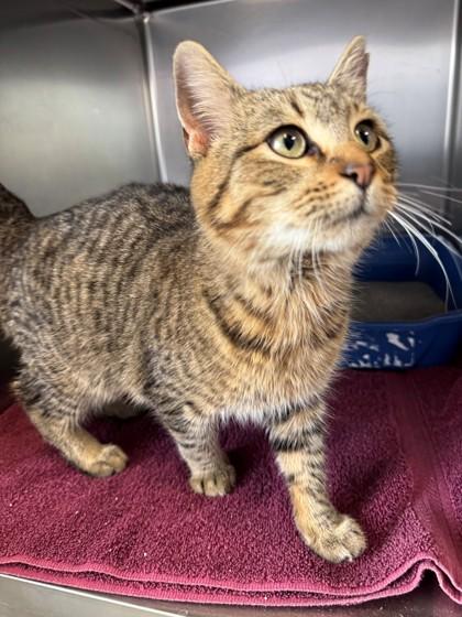 Hickory, a Adoptable Domestic Short Hair in Willmar, MN image 2/2