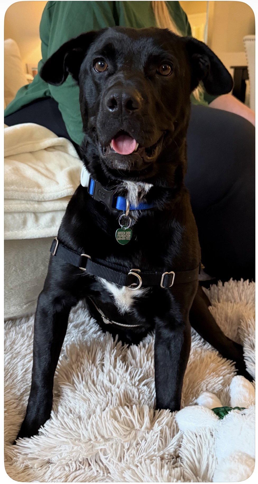 Ralphie, a Adoptable Labrador Retriever in Capistrano Beach, CA image 1/3