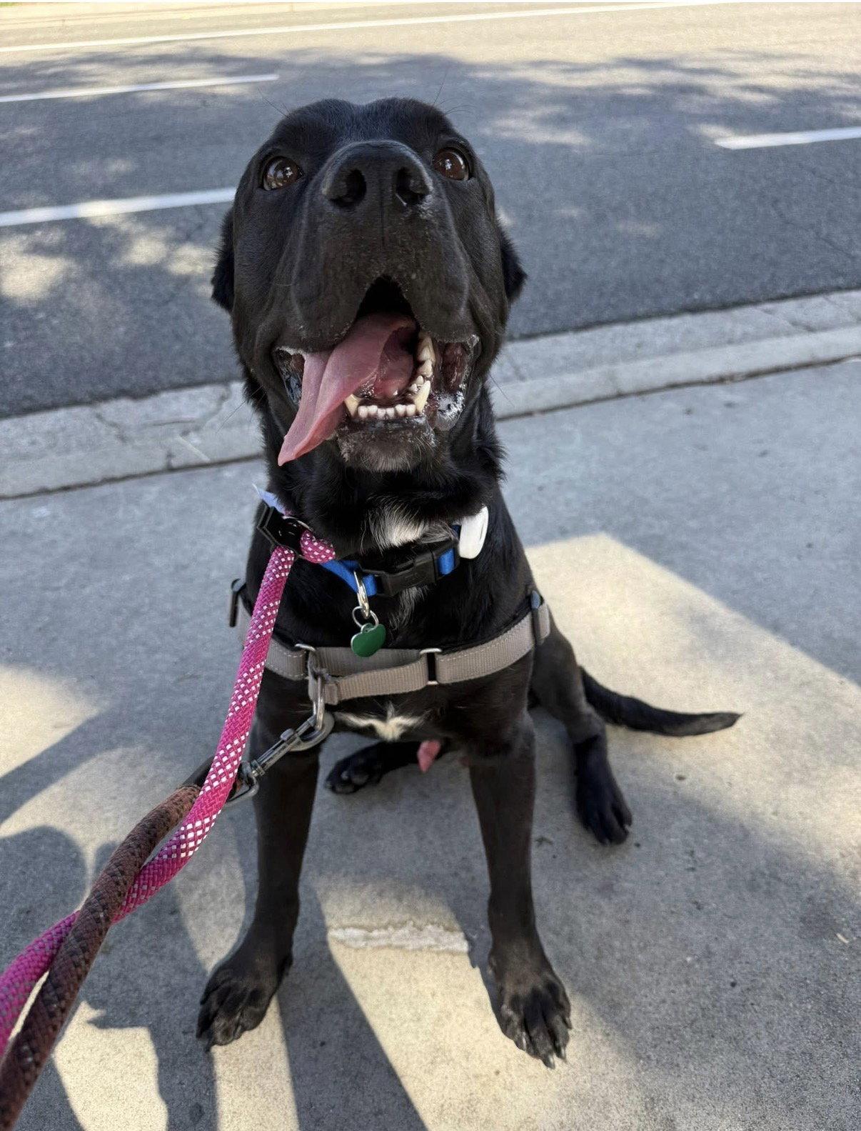Ralphie, a Adoptable Labrador Retriever in Capistrano Beach, CA image 2/3