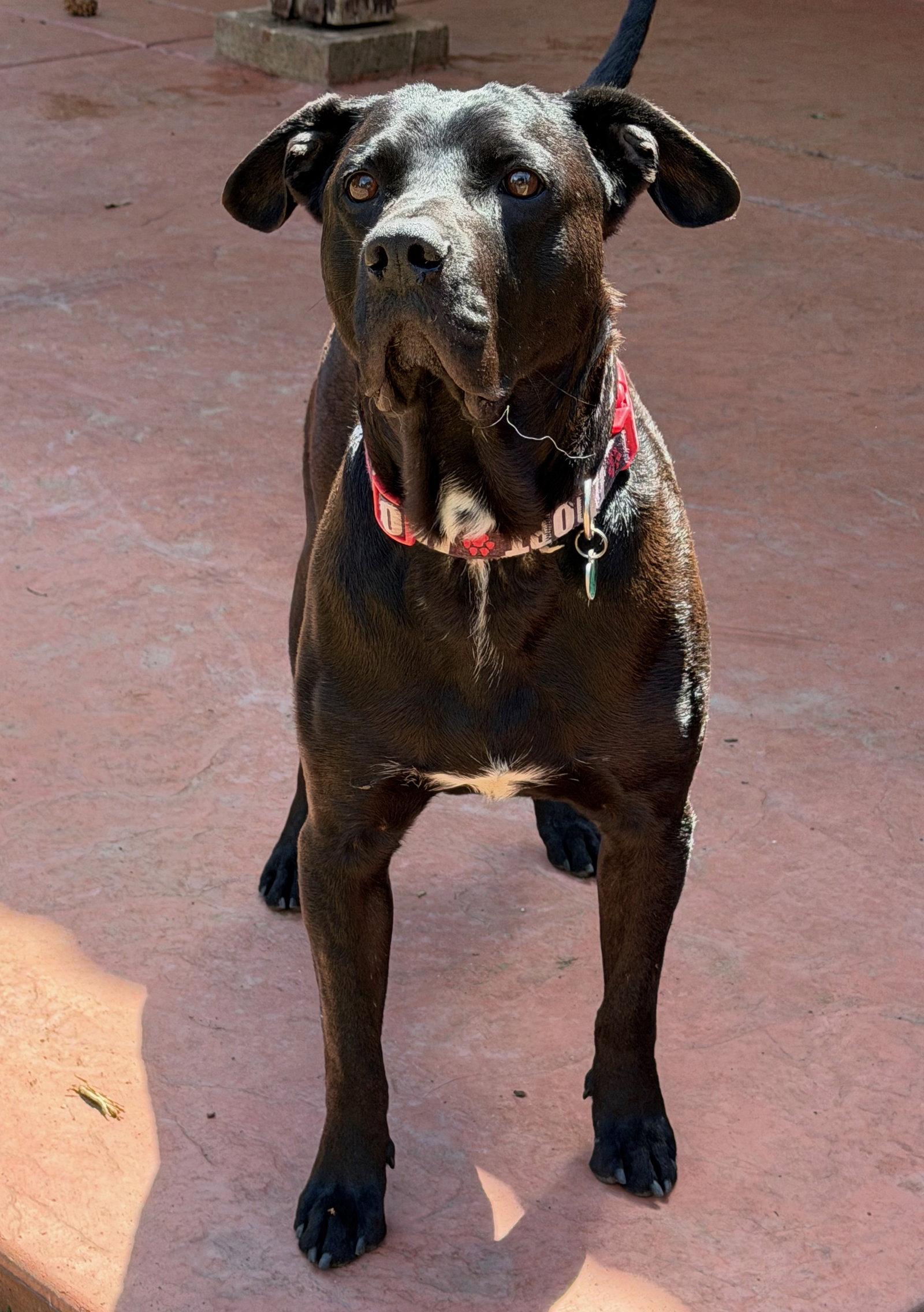 Enlarge Ralphie, a Adoptable Labrador Retriever in Capistrano Beach, CA image 1/3