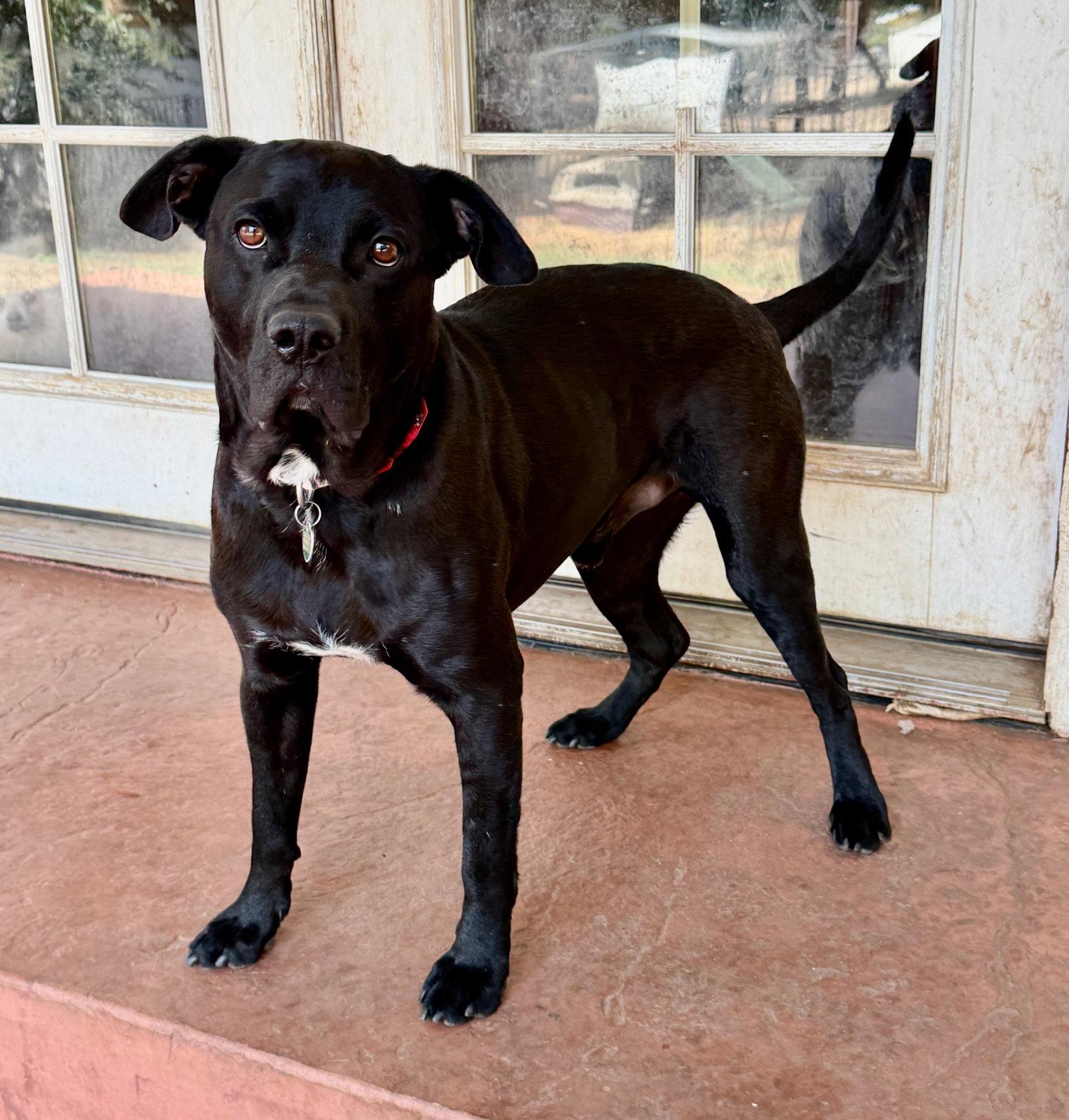Enlarge Ralphie, a Adoptable Labrador Retriever in Capistrano Beach, CA image 2/3