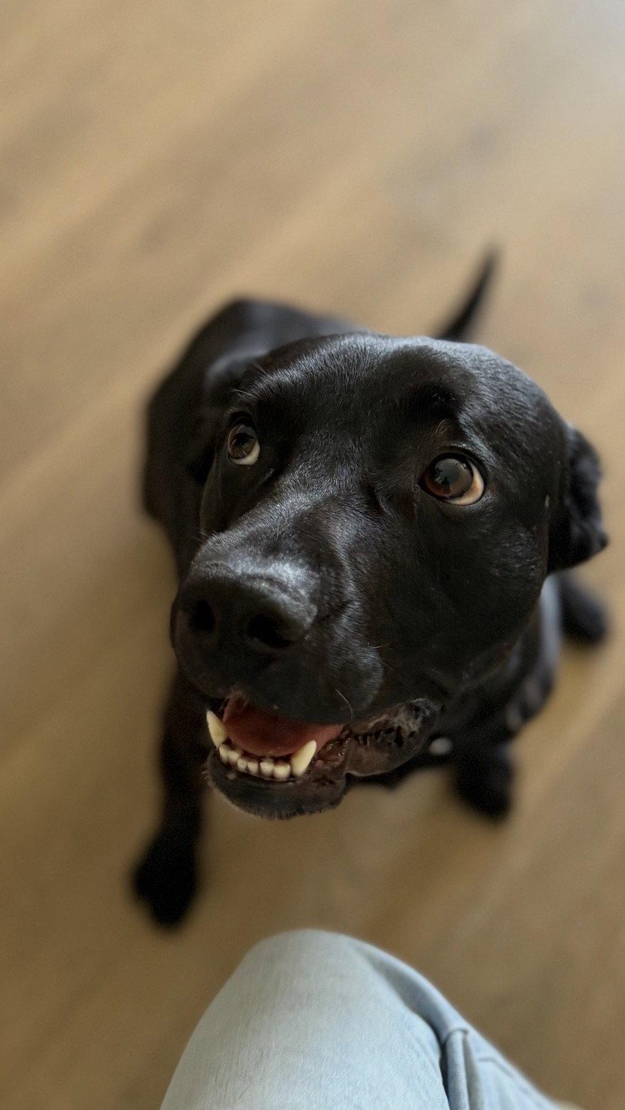 Ralphie, a Adoptable Labrador Retriever in Capistrano Beach, CA image 3/3
