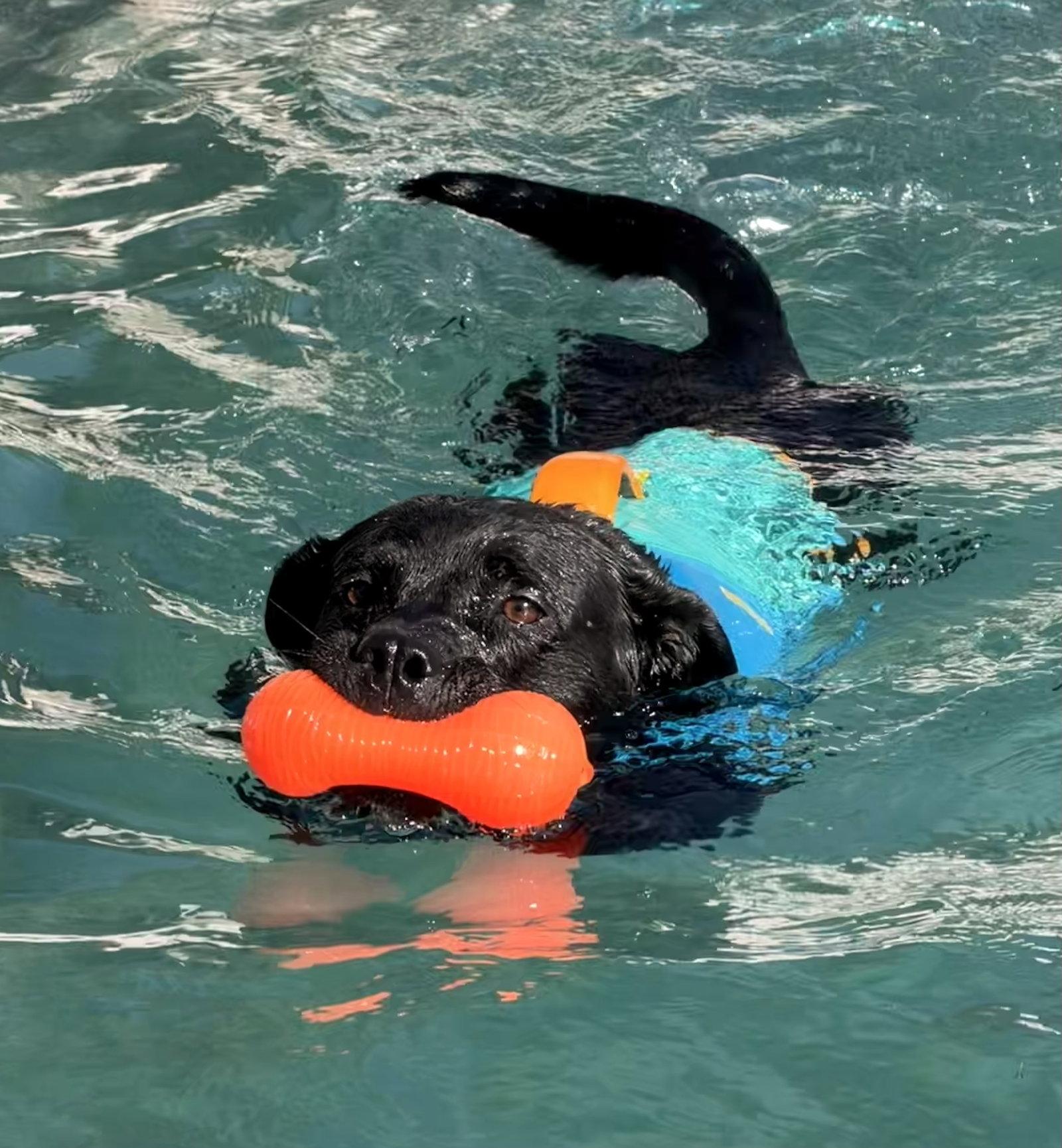 Enlarge Ralphie, a Adoptable Labrador Retriever in Capistrano Beach, CA image 3/3