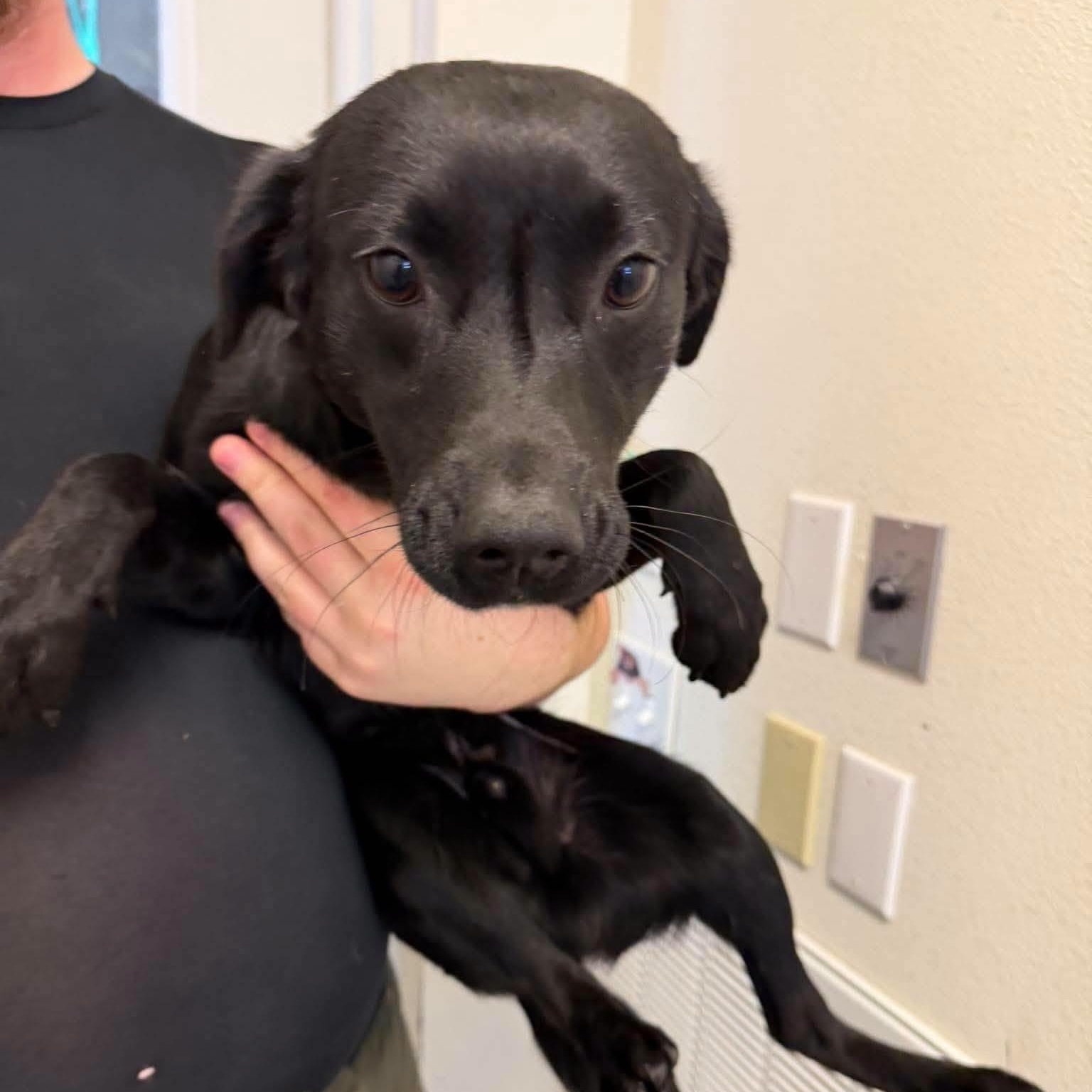 Enlarge Woody, a Adoptable mixed breed in Weaverville, CA image 1/2