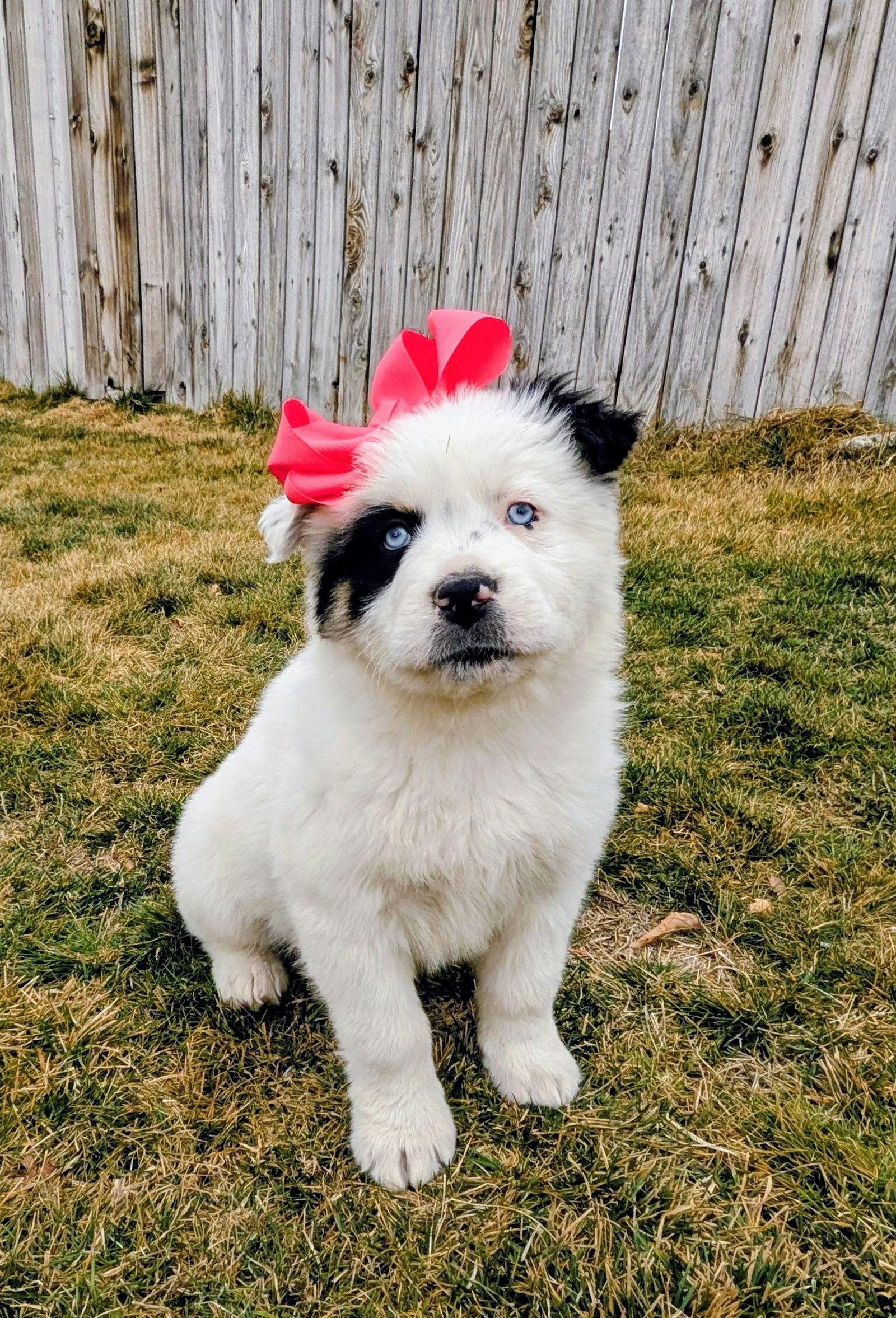 Lei Lei, Adopted, Puppy Female Australian Shepherd.