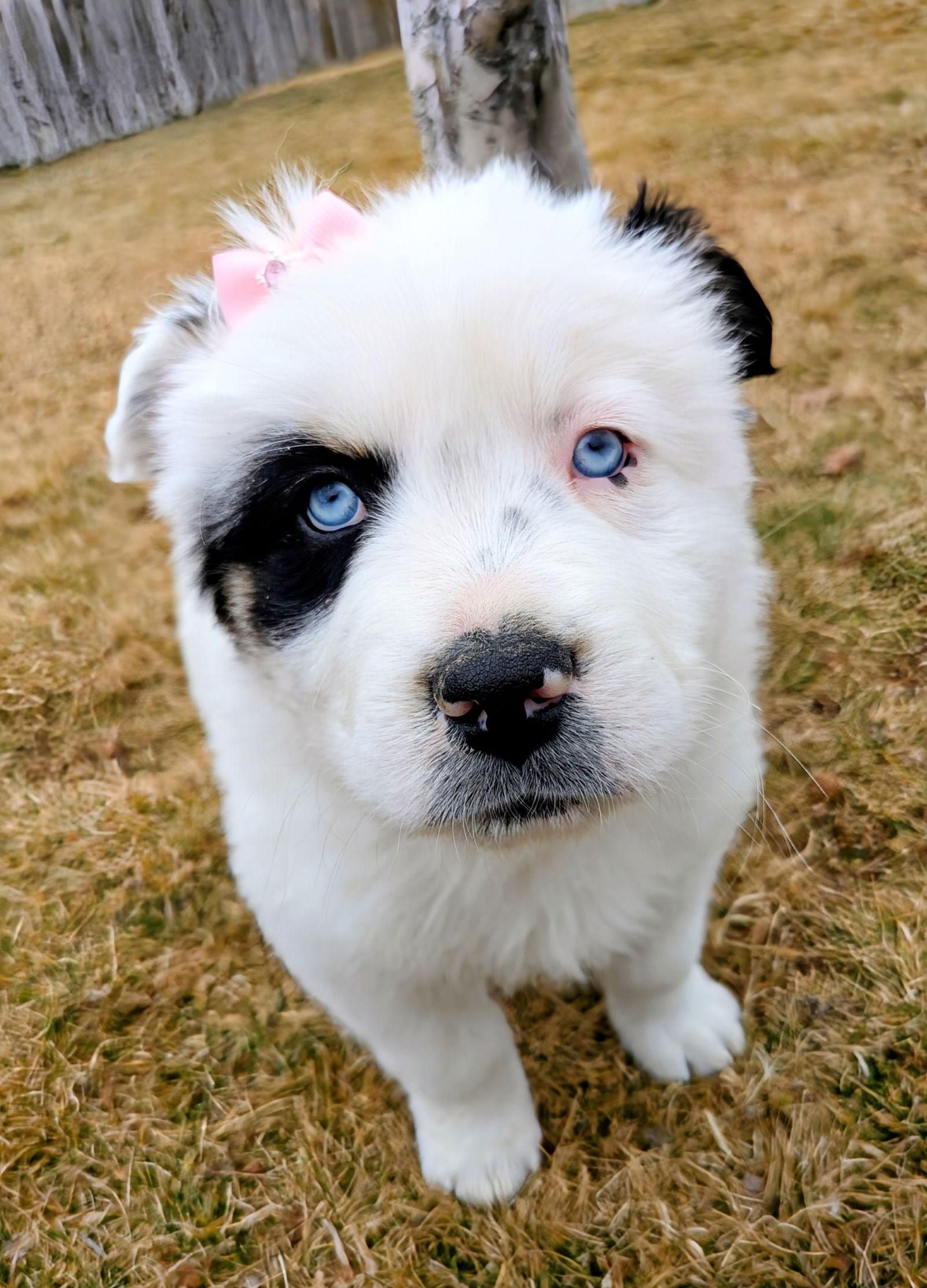 Enlarge Lei Lei, a Adopted Australian Shepherd in Salt Lake City, UT image 3/3