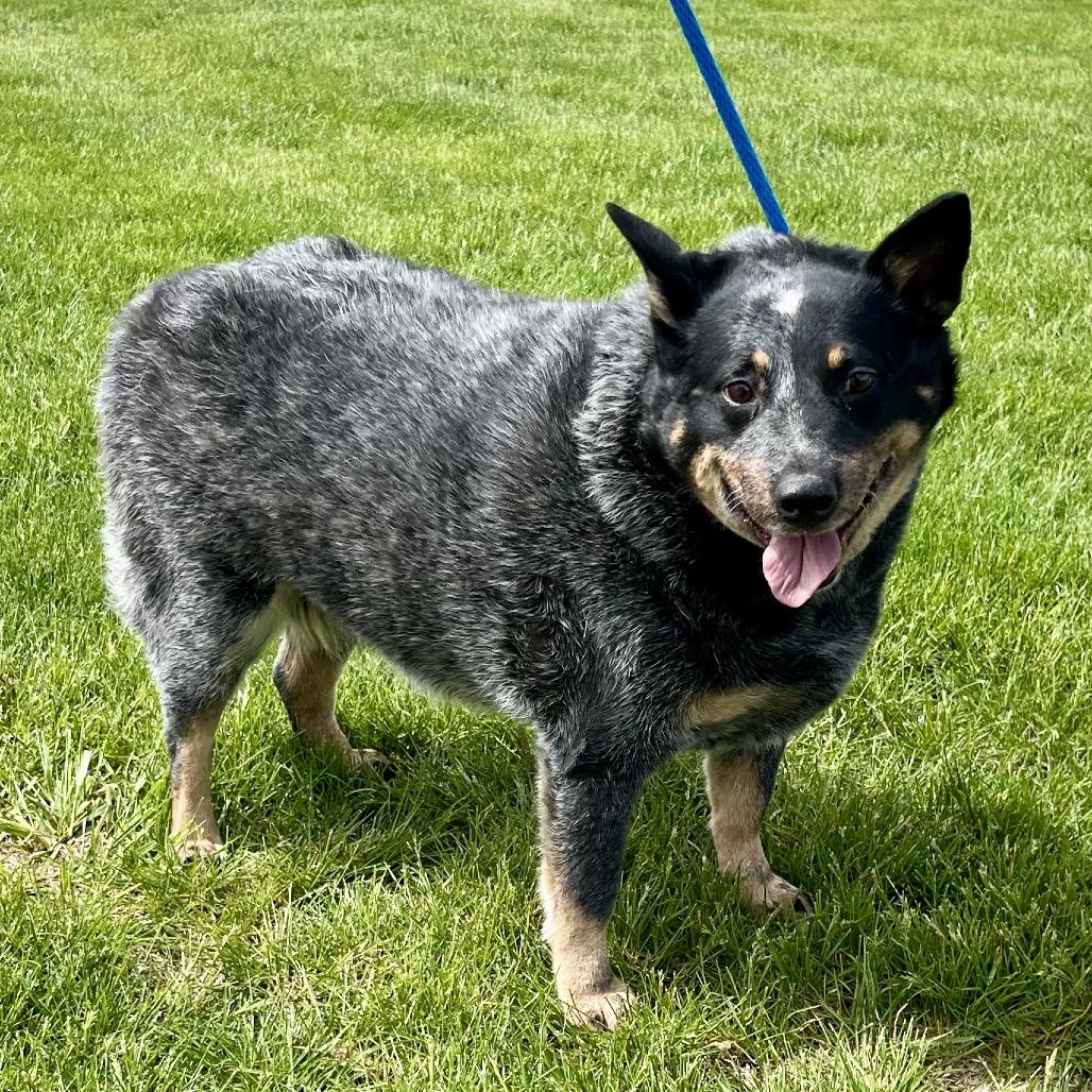 Rosie, Adoptable, Adult Female Australian Cattle Dog / Blue Heeler.