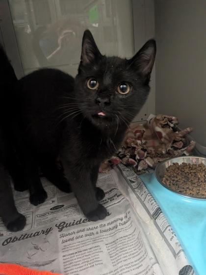 Enlarge Cosmo, a Adoptable mixed breed in Louisburg, NC image 1/1