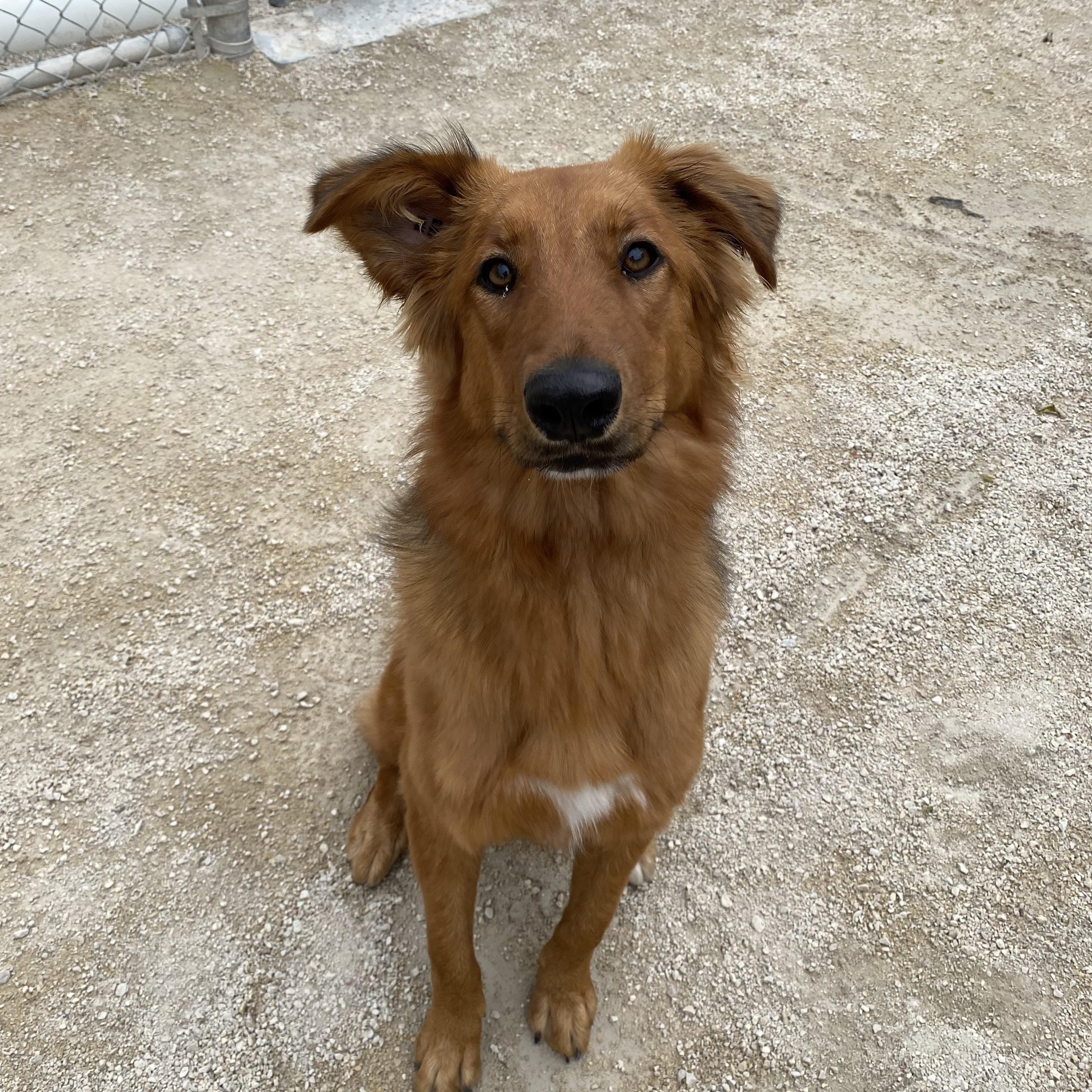 Clara, Adopted, Adult Female Golden Retriever.