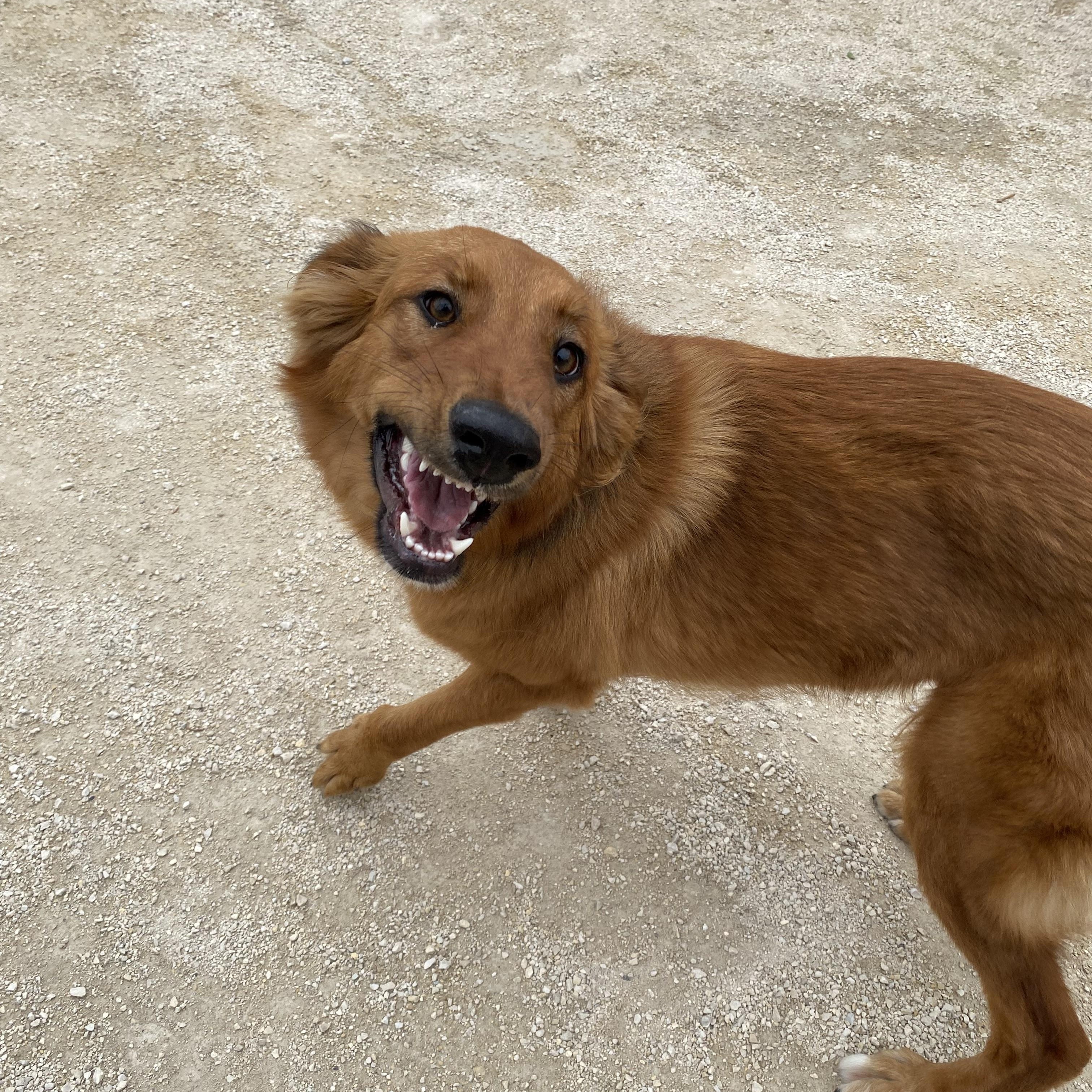 Enlarge Clara, a Adopted mixed breed in Winnipeg, MB image 3/3