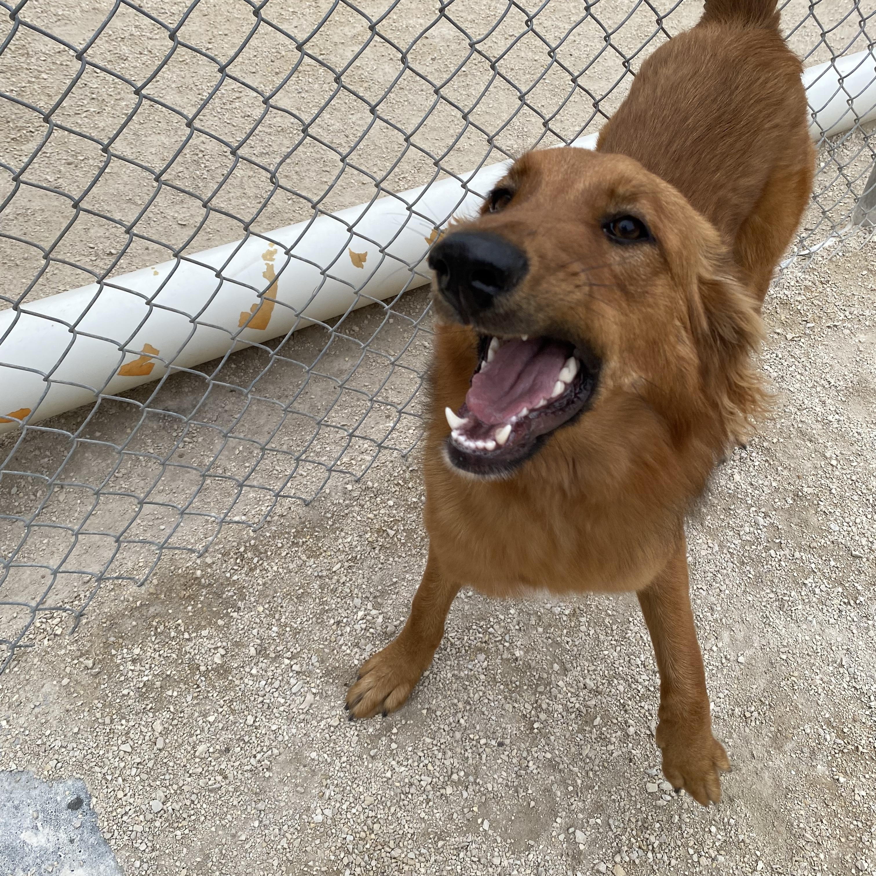 Enlarge Clara, a Adopted mixed breed in Winnipeg, MB image 2/3