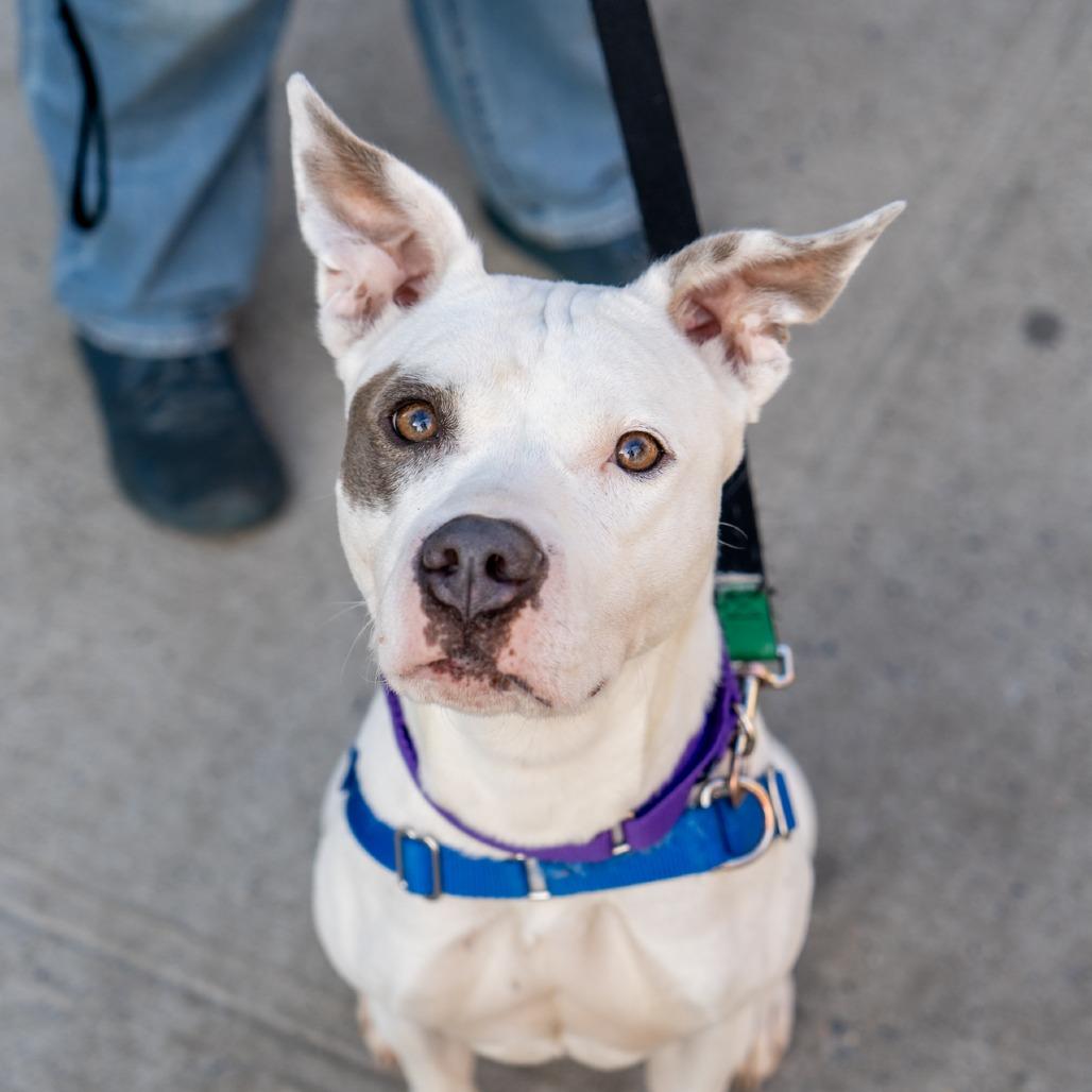 Lana, Adoptable, Young Female American Staffordshire Terrier & Mixed Breed.