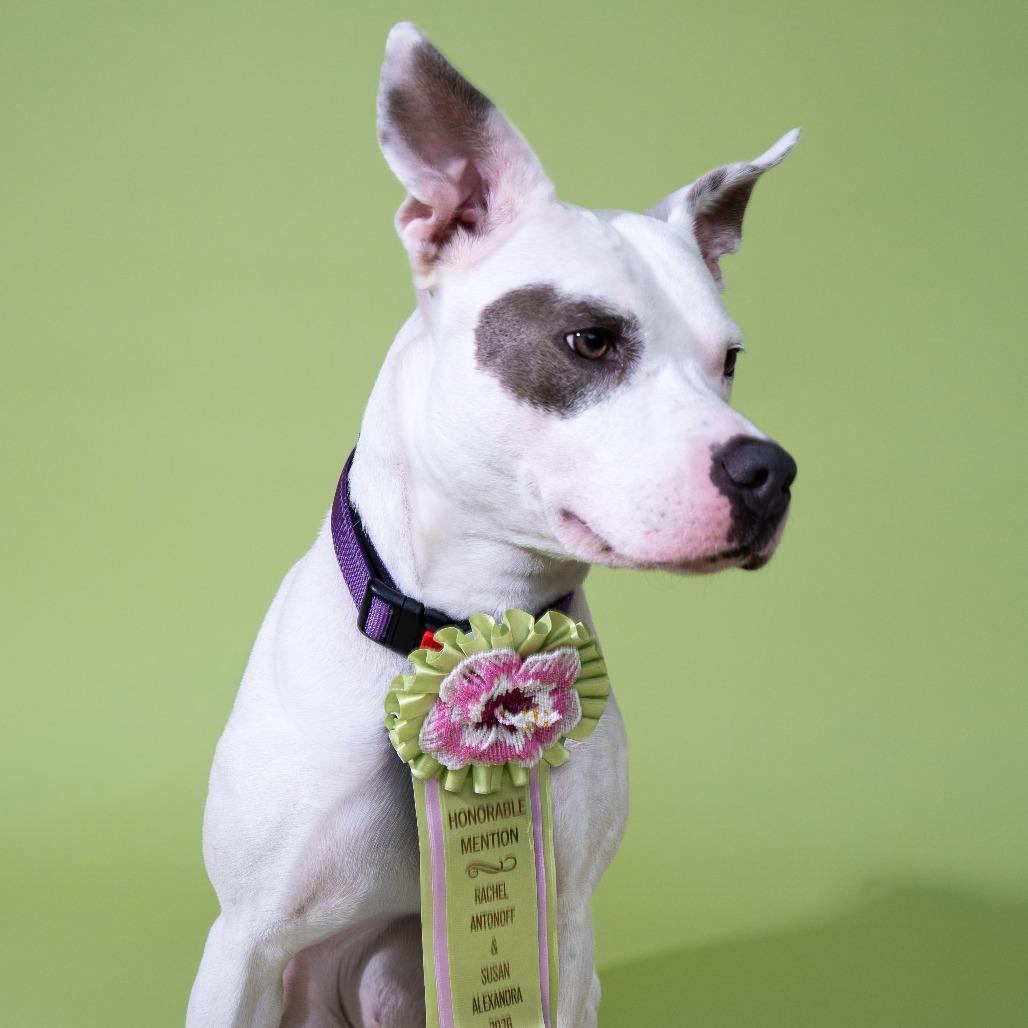 Enlarge Lana, a Adoptable mixed breed in New York, NY image 2/6