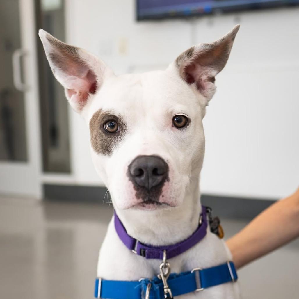 Lana, a Adoptable mixed breed in New York, NY image 2/5