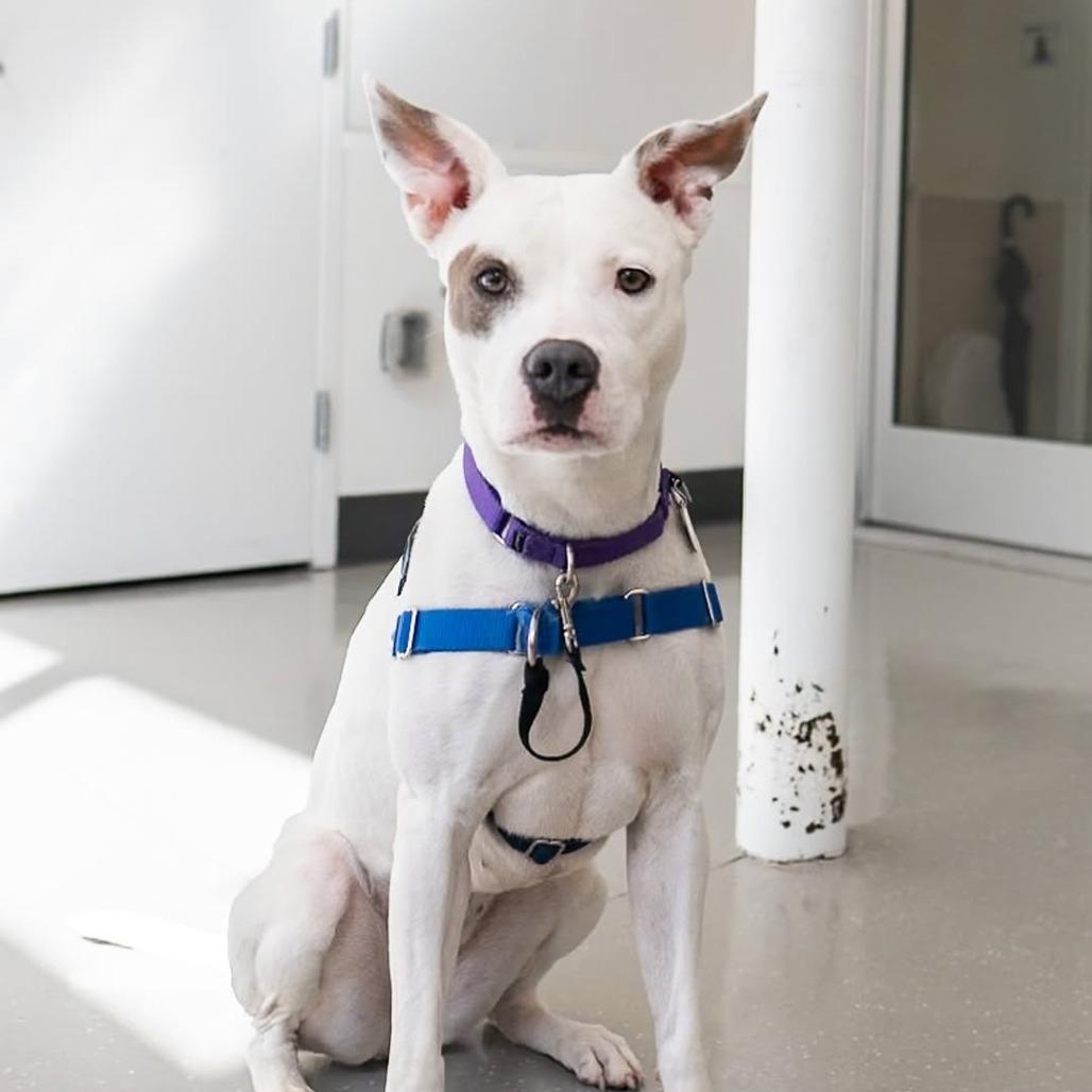 Lana, a Adoptable mixed breed in New York, NY image 3/5