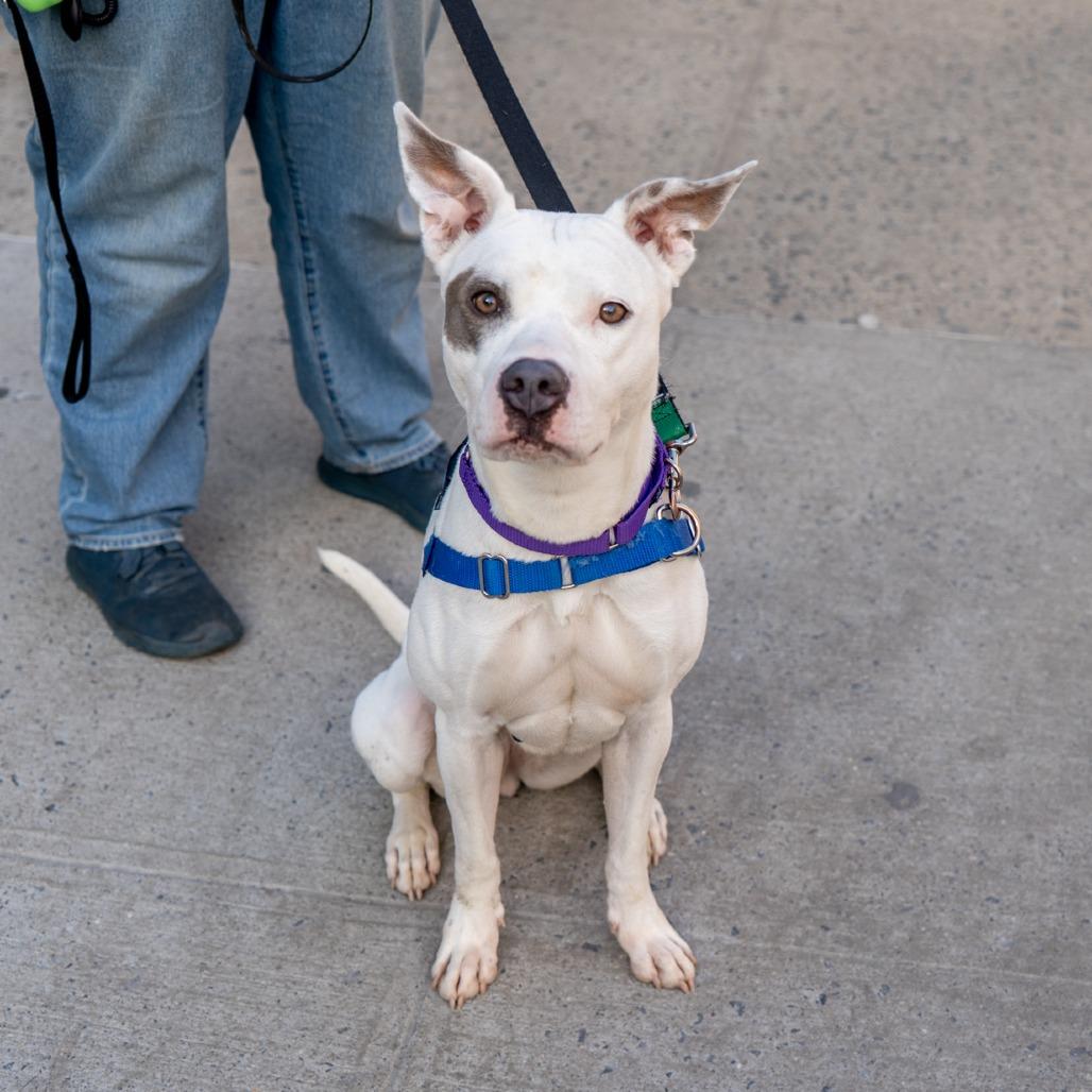 Lana, a Adoptable mixed breed in New York, NY image 4/5