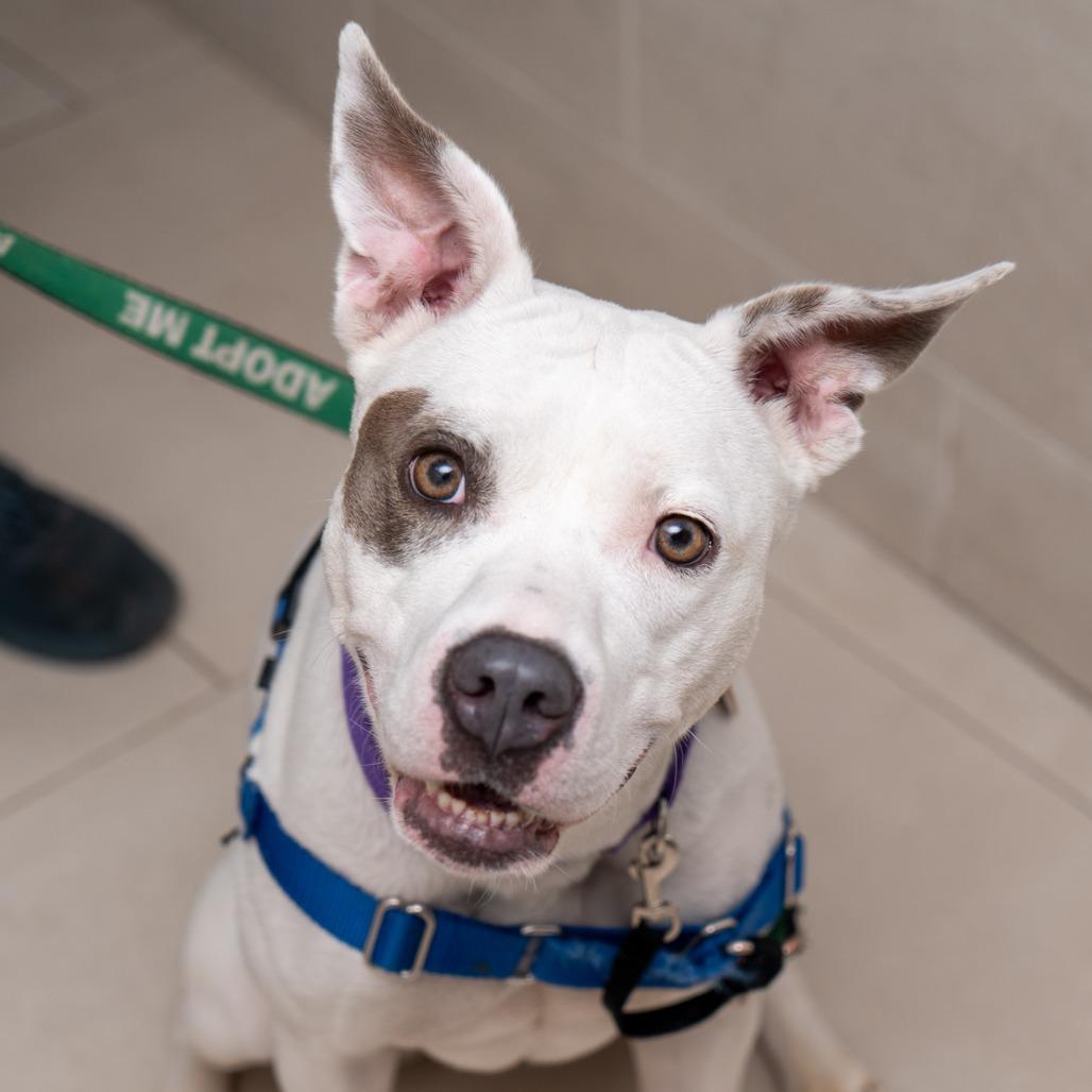 Lana, a Adoptable mixed breed in New York, NY image 5/5
