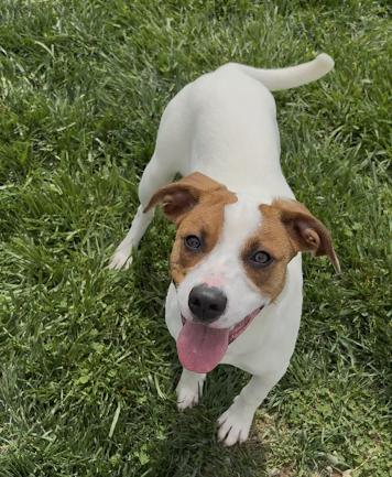 Sadie, Adopted, Young Female Parson Russell Terrier & Pit Bull Terrier.