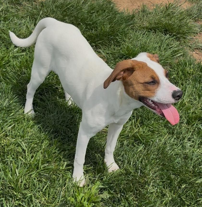 Enlarge Sadie, a Adopted mixed breed in Sistersville, WV image 2/3