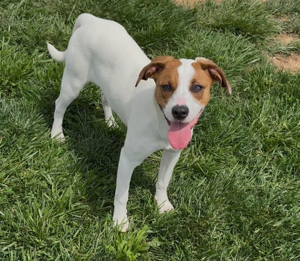 Enlarge Sadie, a Adopted mixed breed in Sistersville, WV image 3/3