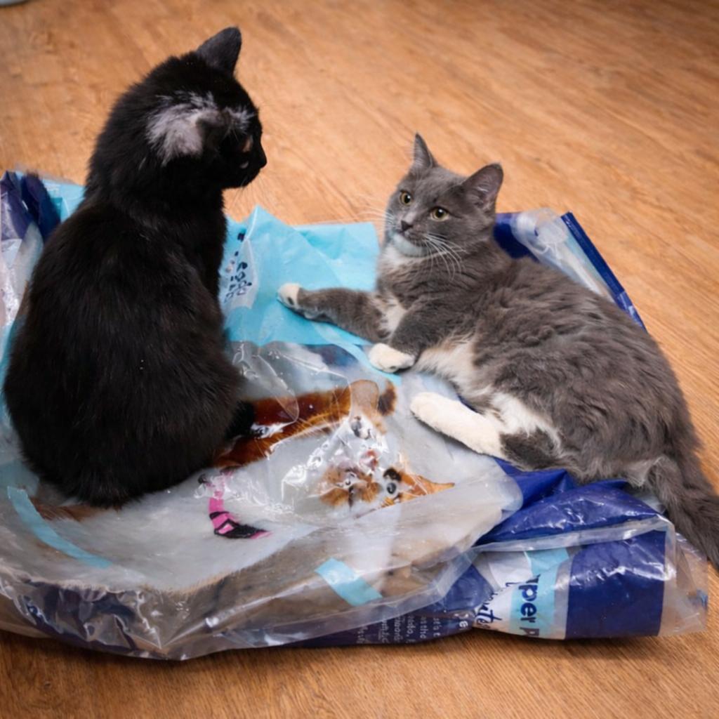 Enlarge Mr Beans , an adopted Domestic Short Hair in Quincy, OH image 2/2