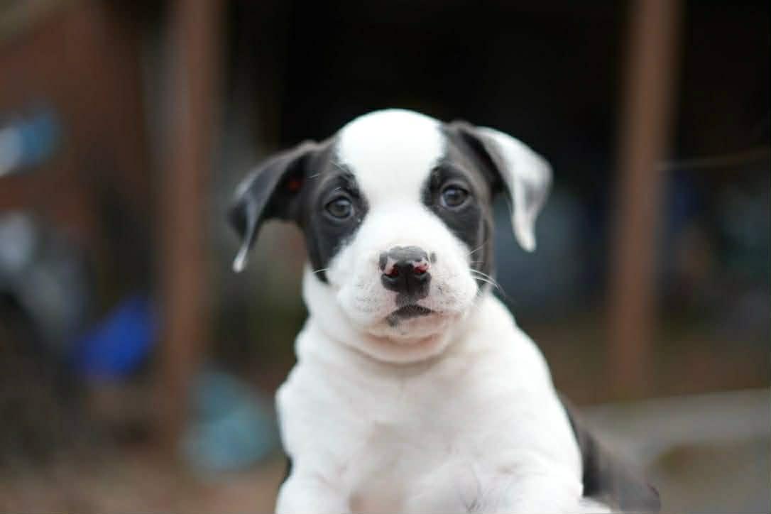 Enlarge Bunny, a Adoptable mixed breed in Warwick, RI image 4/6