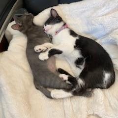 Dobby 24-070, Adoptable, Adult Male British Shorthair.