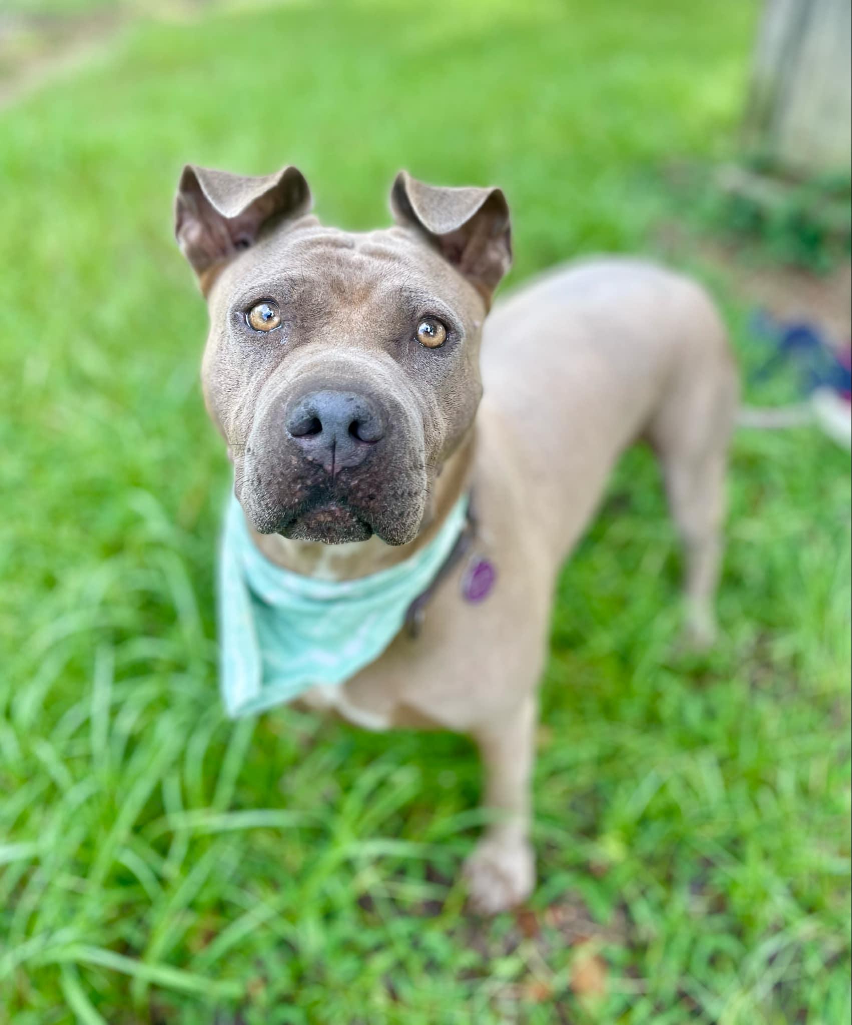 Dog for adoption - Scarlett, a Shar-Pei Mix in Brattleboro, VT | Petfinder