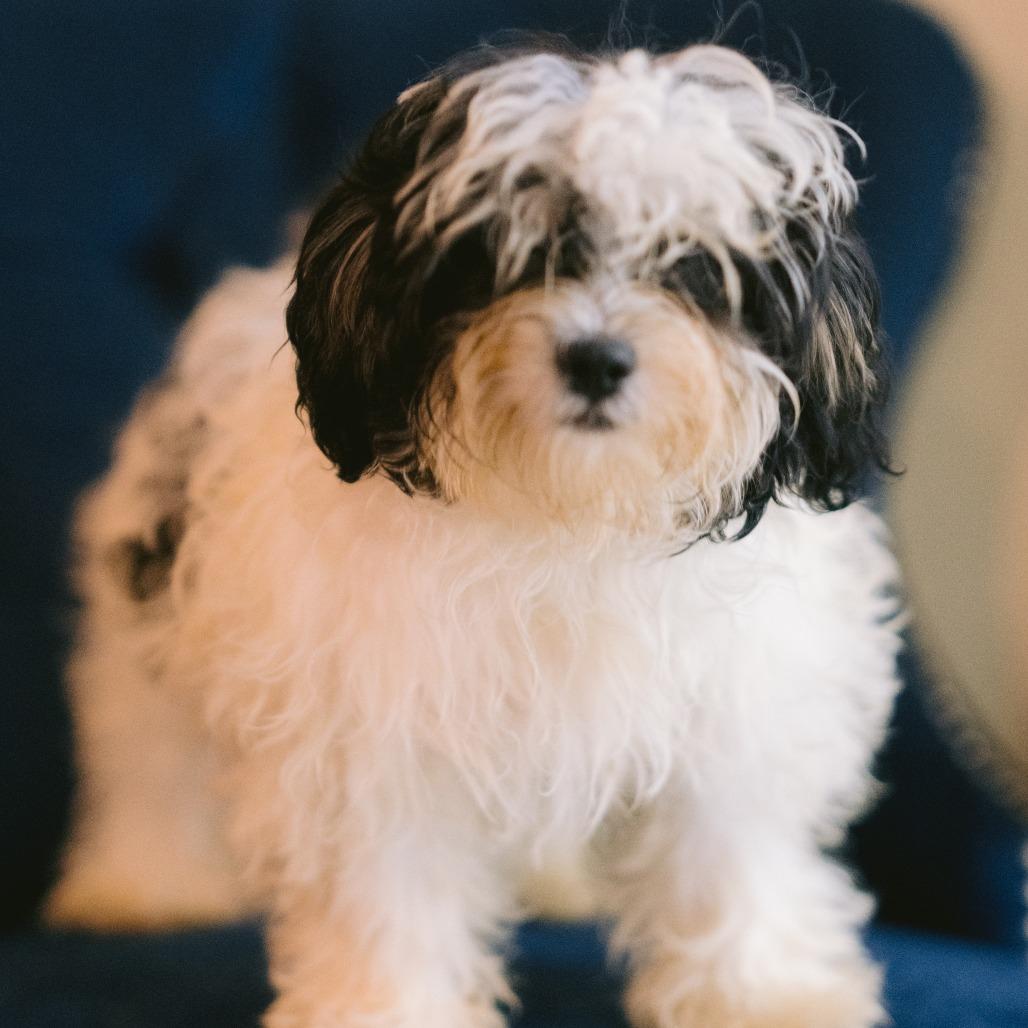 La Porte, adopted, Puppy Female Shih Tzu & Bichon Frise.