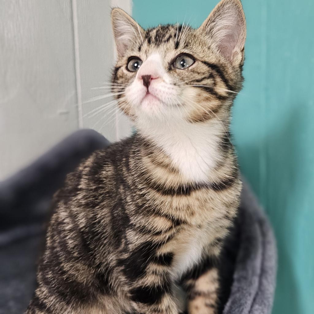 Zip, Adoptable, Adult Male Domestic Short Hair.
