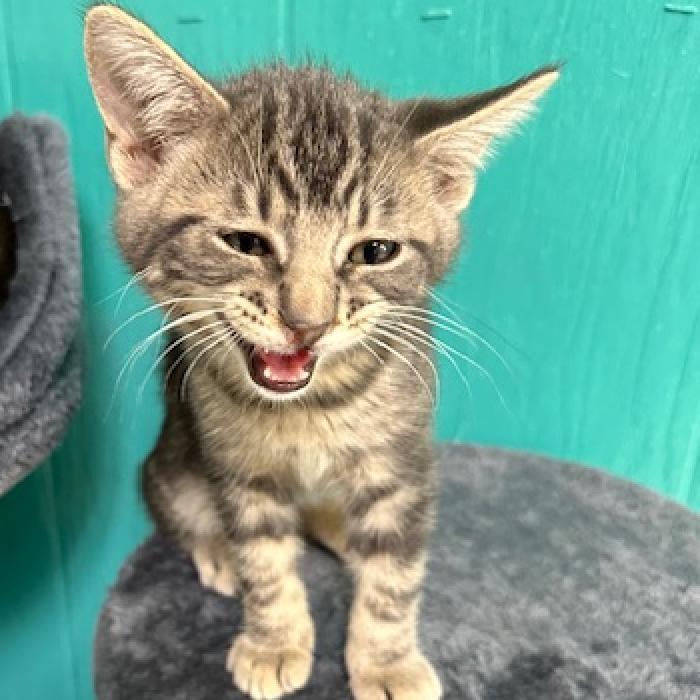 Zip, a Adoptable Domestic Short Hair in Chariton, IA image 2/6