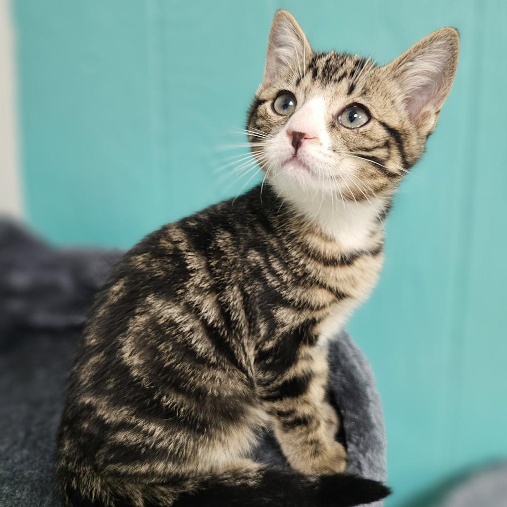 Zip, a Adoptable Domestic Short Hair in Chariton, IA image 3/6