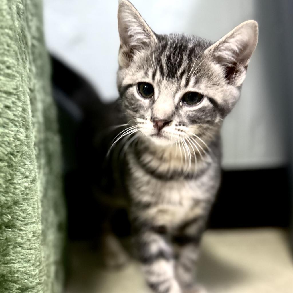 Zip, a Adoptable Domestic Short Hair in Chariton, IA image 4/6