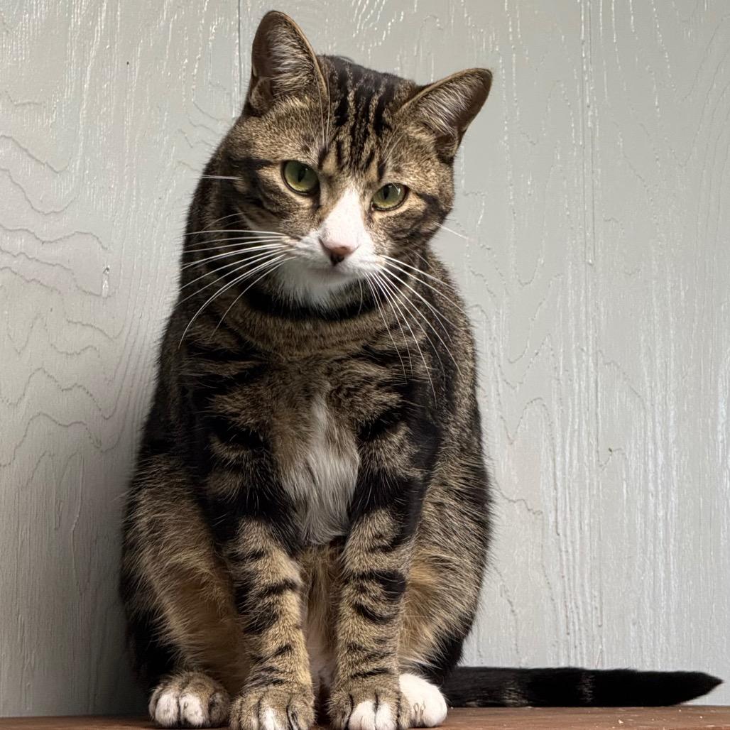 Zip, a Adoptable Domestic Short Hair in Chariton, IA image 5/6