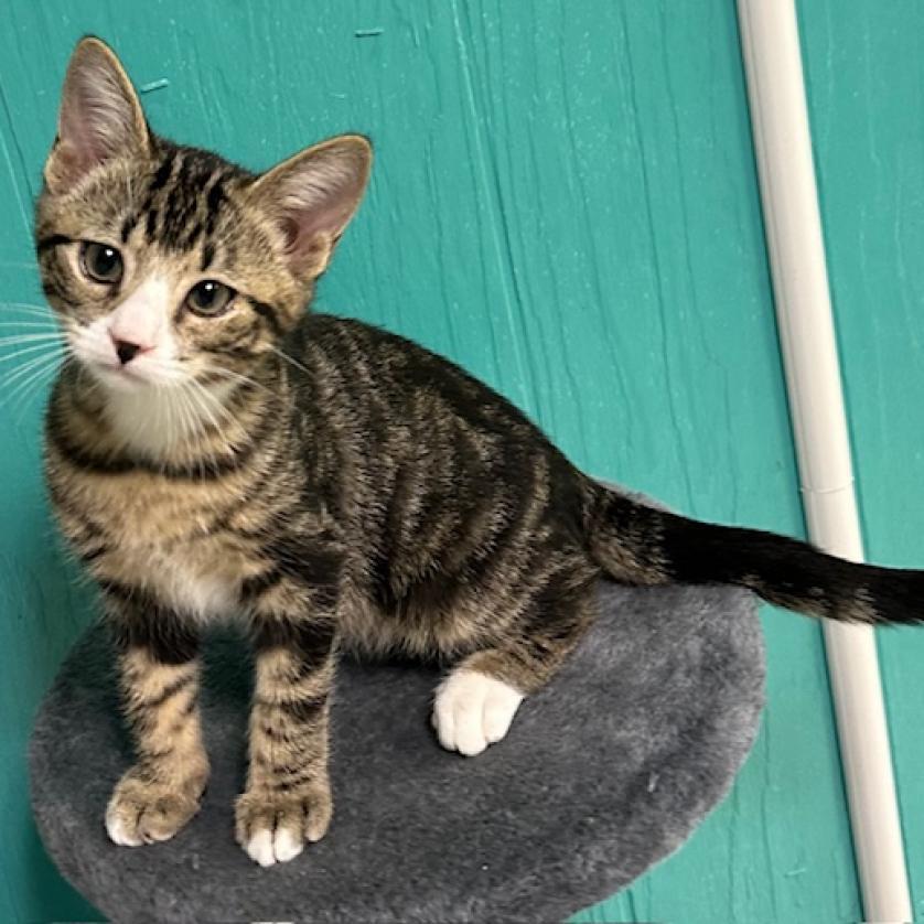 Zip, a Adoptable Domestic Short Hair in Chariton, IA image 6/6
