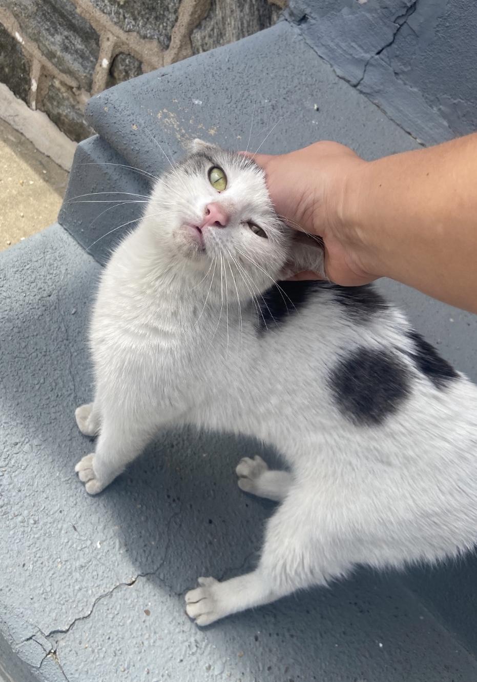 MooMoo, Adoptable, Young Female Domestic Short Hair.