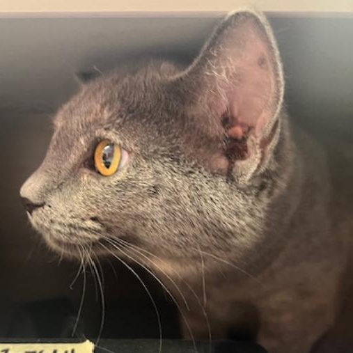 Violet  Special Paw thumbnail 2