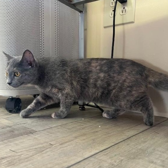 Violet  Special Paw thumbnail 3