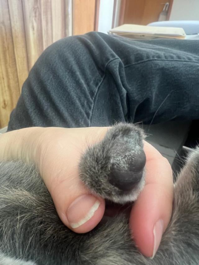 Violet  Special Paw thumbnail 4